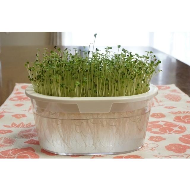 スプラウト栽培容器２個と種を５個選べるセット 送料込 2026年5月〜2026年11月期限 |  | 06