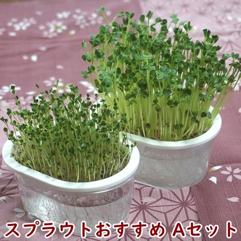 スプラウト栽培おすすめAセット 送料込 2027年11月期限 |  | 02