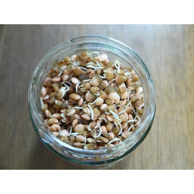 発芽豆栽培スタートセット 専用容器１個と発芽豆２個を選べるセット 送料込 2026年11月〜2027年11月期限 |  | 04