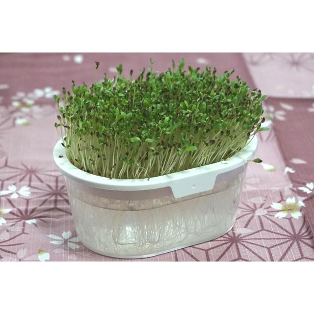 スプラウト 種 アルファルファ 50g 有機種子 固定種 中袋 2026年11月期限 |  | 03