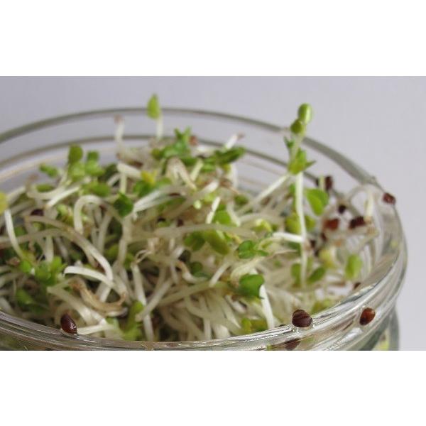 スプラウト 種 ブロッコリー 45g 有機種子 固定種 中袋 2027年11月期限 |  | 02