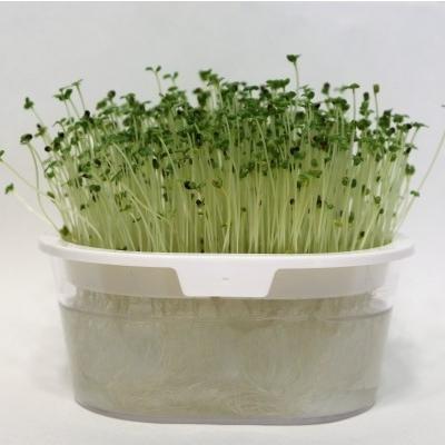 スプラウト 種 ケール 50g 有機種子 固定種 発芽野菜 中袋 2026年11月期限 |  | 01