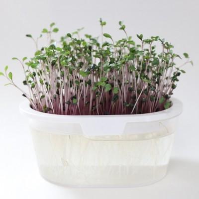 スプラウト 赤キャベツ 40g 種 有機種子 固定種 中袋 2026年11月期限 |  | 01