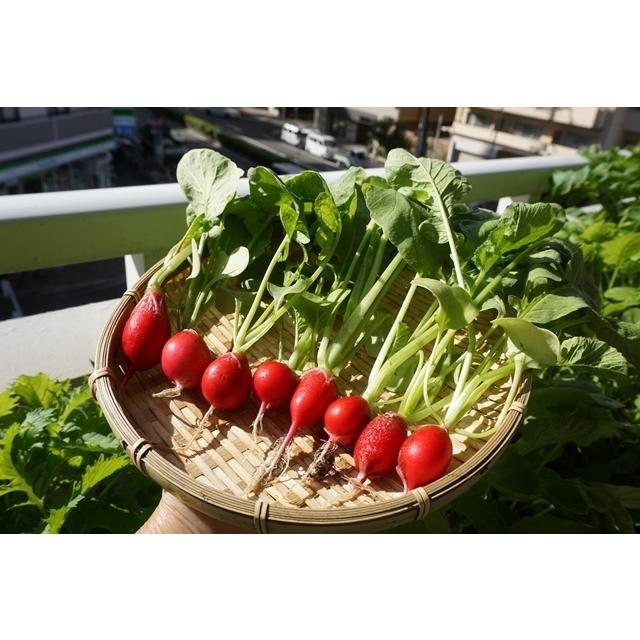 有機種子 固定種 ラディッシュ 種 二十日大根 深紅ラウンドタイプ 1dl 大袋お取り寄せ |  | 01