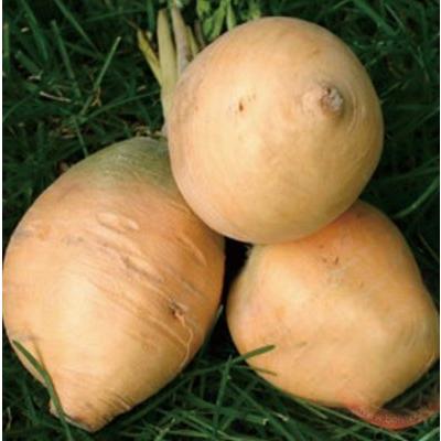 有機種子 固定種 金カブ 種 甲高 小カブ 種子 小かぶ 蕪 １ｄｌ 大袋お取り寄せ |  | 01