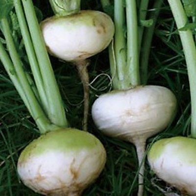 有機種子 固定種 白カブ 1ｄｌ 種 フラット 小カブ  こかぶ 大袋お取り寄せ |  | 01