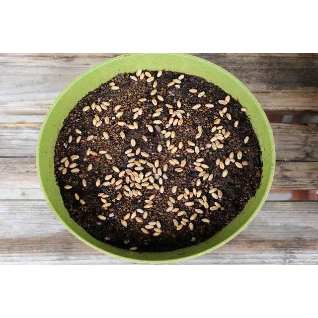 ー品販売 有機種子 固定種 ねこ草 小麦 種 猫草 ネコ用 犬用 中袋お取り寄せ Whitesforracialequity Org