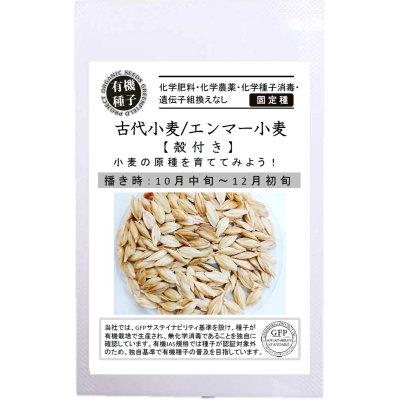 有機種子 固定種 古代小麦 エンマー小麦 殻付き 100ｇ 中袋お取り寄せ | 