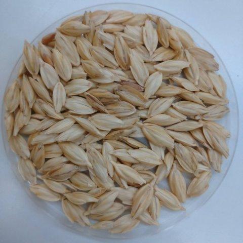 有機種子 固定種 古代小麦 エンマー小麦 殻付き 100ｇ 中袋お取り寄せ |  | 01