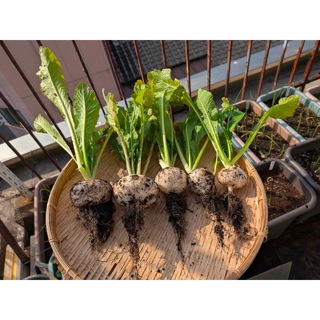 伝統野菜種子 天王寺かぶ 固定種 5ｍｌ 種 大阪市 在来種 2026年5月期限 |  | 02