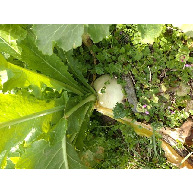 伝統野菜種子 聖護院大かぶ 固定種 5ｍｌ 種 京都市 在来種 2026年5月期限 |  | 01