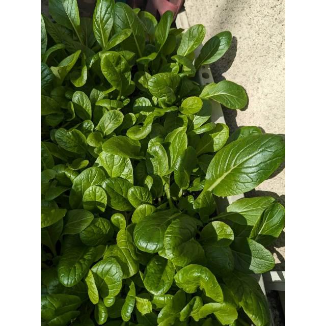 伝統野菜種子 後関晩生小松菜 固定種 5ｍｌ 種 東京都江戸川区 在来種 2026年3月期限 |  | 01