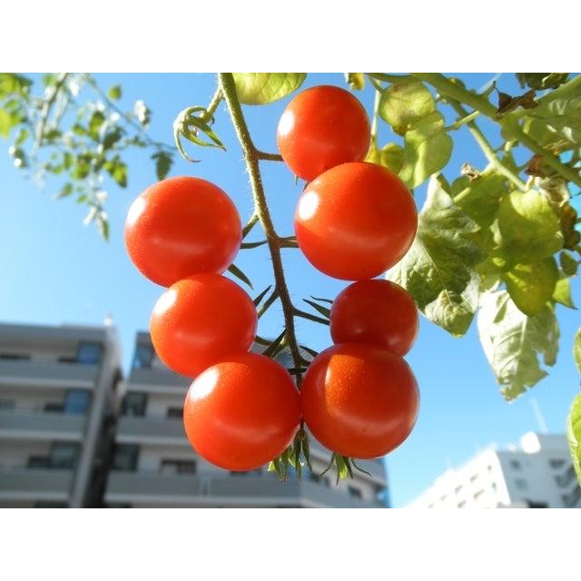 伝統野菜種子 シュガーランプ ミニトマト 固定種 0.25ｍｌ 種 在来種 2026年12月期限 |  | 01