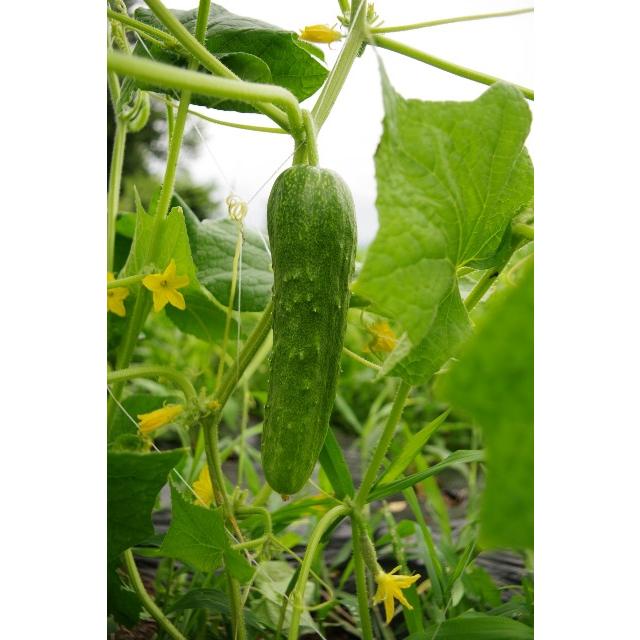 伝統野菜種子 八町胡瓜 きゅうり 固定種 1ml 種 長野県 在来種 2026年11月期限 : Nicoco プランター菜園を楽しむ会 ...