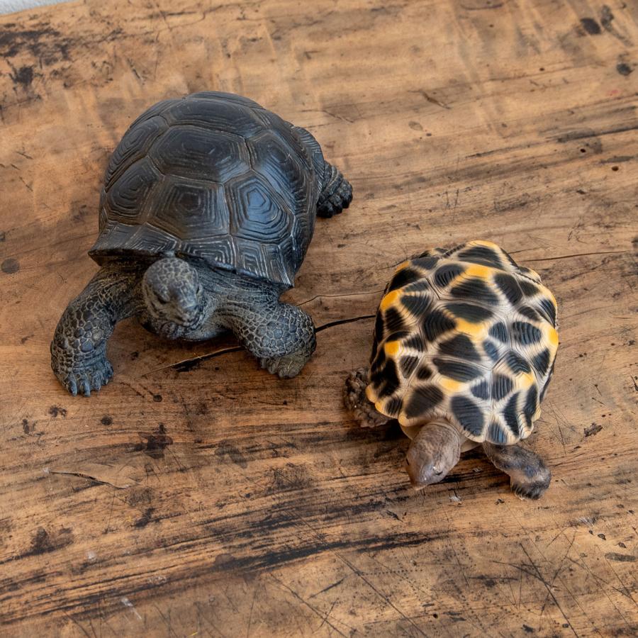 リアルな動物の貯金箱  PET BANK TORTOISE ペットバンク カメ｜niconomanimani｜10