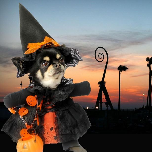 型紙 小型犬の2足歩行風コスプコスチューム 13種類 12 L Nideru 通販 Yahoo ショッピング