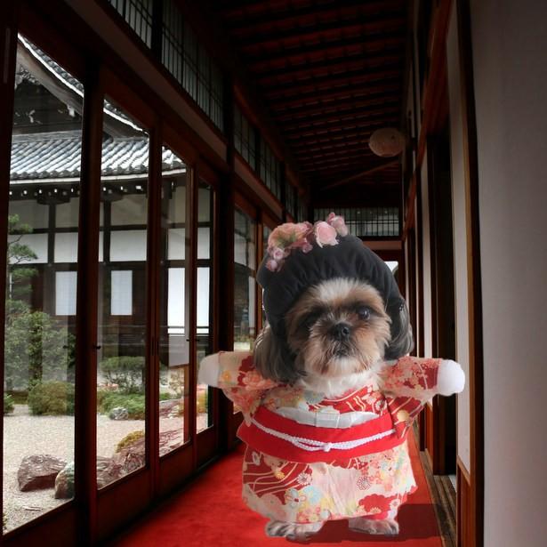 型紙 小型犬の2足歩行風コスプコスチューム 13種類 12 L Nideru 通販 Yahoo ショッピング