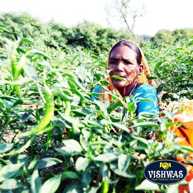 ケオラウォーター 200ml Kewda Water ケオラ ケオダ インド産 : nideru