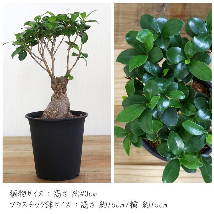 ガジュマル 幸せを呼ぶ 観葉植物 5号 ミニ 鉢植え がじゅまる 金運 インテリア 風水 プレゼント ギフト ボタニカル グリーン 緑 Green03 パーティードレス通販ナイトワン 通販 Yahoo ショッピング