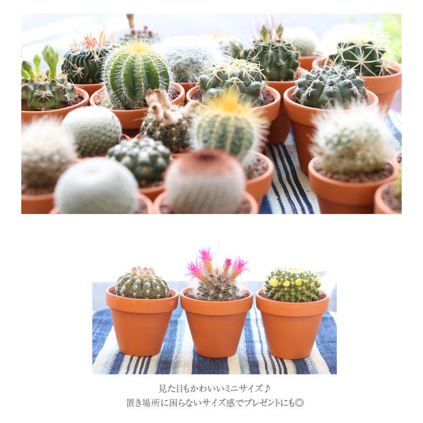 2号鉢 サボテン 1個 鉢植え インテリア 観葉植物 さぼてん 多肉植物 オシャレ グリーン 緑 お洒落 ガーデニング ギフト プレゼント Sa4601 パーティードレス通販ナイトワン 通販 Yahoo ショッピング