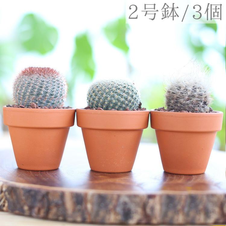 2号鉢 サボテン 3個 アソートセット 鉢植え インテリア 観葉植物 多肉植物 グリーン 緑 お洒落 ガーデニング プレゼント ギフト Sa4603 パーティードレス通販ナイトワン 通販 Yahoo ショッピング