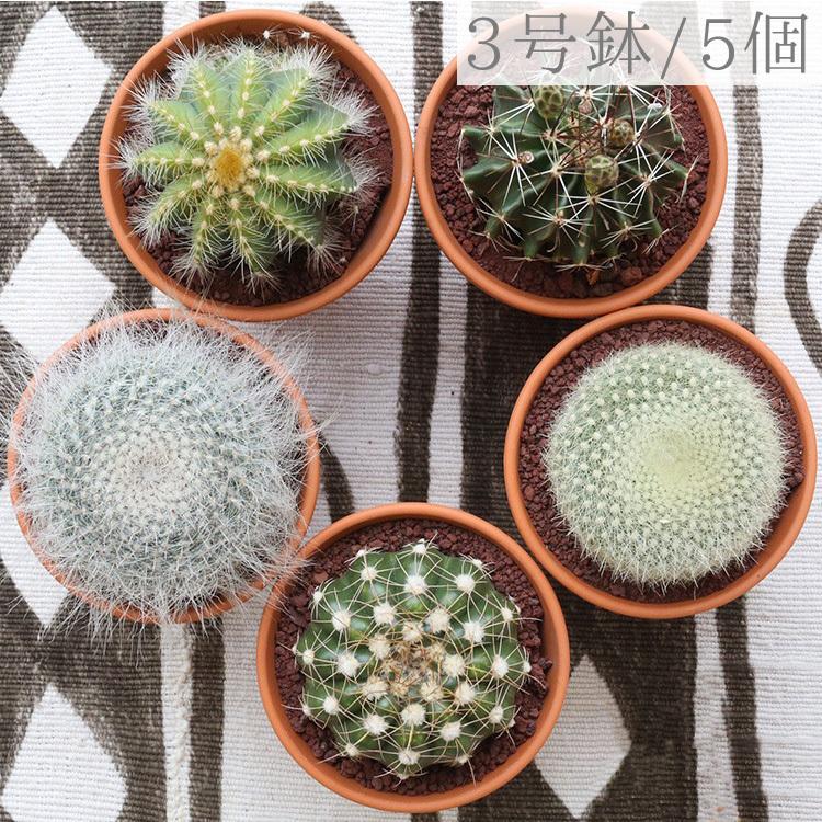 3号鉢 サボテン 5個 アソートセット 鉢植え インテリア 観葉植物 多肉植物 グリーン 緑 お洒落 ガーデニング プレゼント ギフト Sa55 パーティードレス通販ナイトワン 通販 Yahoo ショッピング