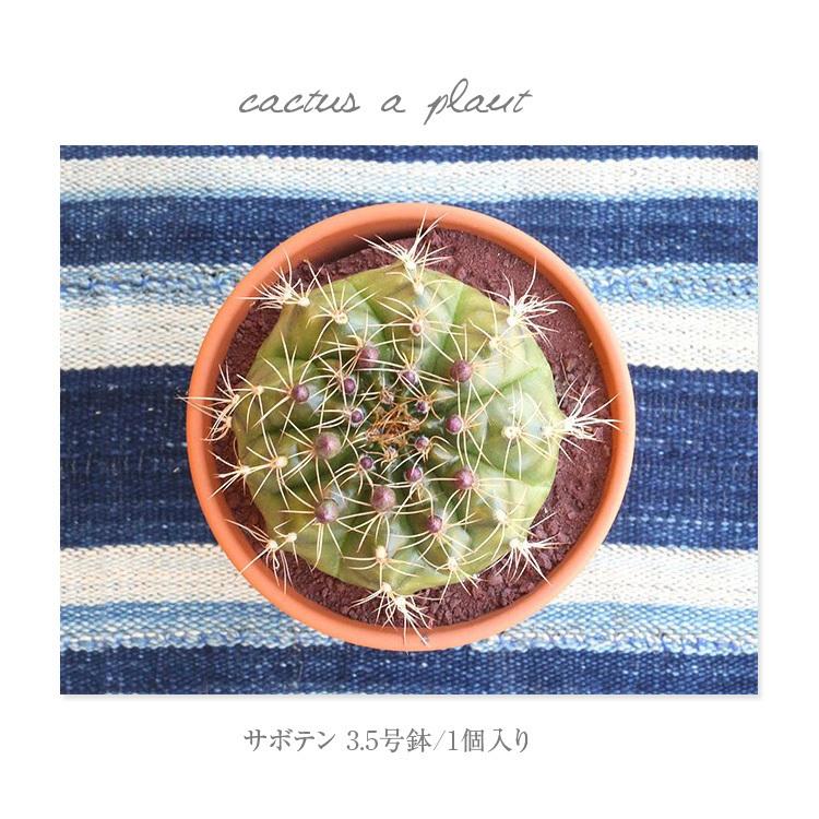 3 5号鉢 サボテン 1個 鉢植え インテリア 観葉植物 さぼてん 多肉植物 オシャレ グリーン 緑 お洒落 ガーデニング ギフト プレゼント Sa5501 パーティードレス通販ナイトワン 通販 Yahoo ショッピング