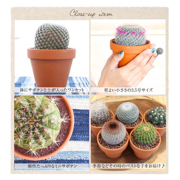 3 5号鉢 サボテン 1個 鉢植え インテリア 観葉植物 さぼてん 多肉植物 オシャレ グリーン 緑 お洒落 ガーデニング ギフト プレゼント Sa5501 パーティードレス通販ナイトワン 通販 Yahoo ショッピング