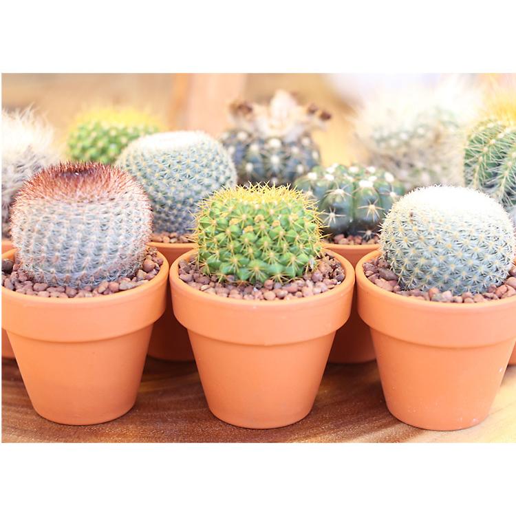 3 5号鉢 サボテン 1個 鉢植え インテリア 観葉植物 さぼてん 多肉植物 オシャレ グリーン 緑 お洒落 ガーデニング ギフト プレゼント Sa5501 パーティードレス通販ナイトワン 通販 Yahoo ショッピング