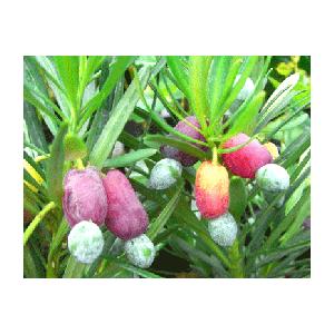 雌木】 ラカンマキ（羅漢槇） 一才マキ : 日本花卉ガーデンセンター