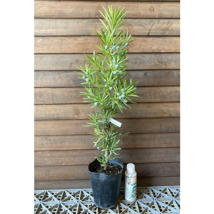 雌木】 ラカンマキ（羅漢槇） 一才マキ : 日本花卉ガーデンセンター