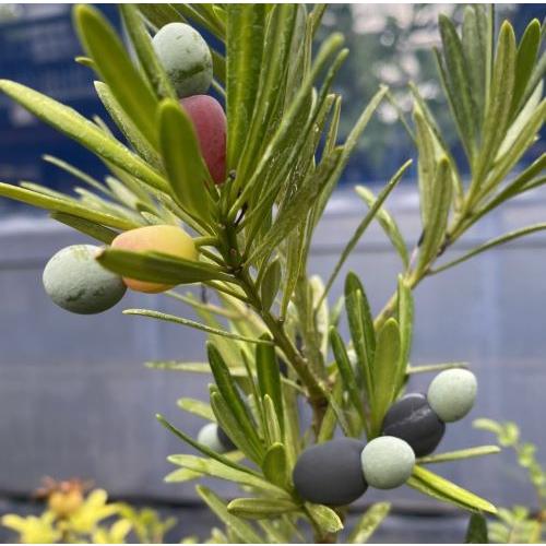 雌木】 ラカンマキ（羅漢槇） 一才マキ : 日本花卉ガーデンセンター