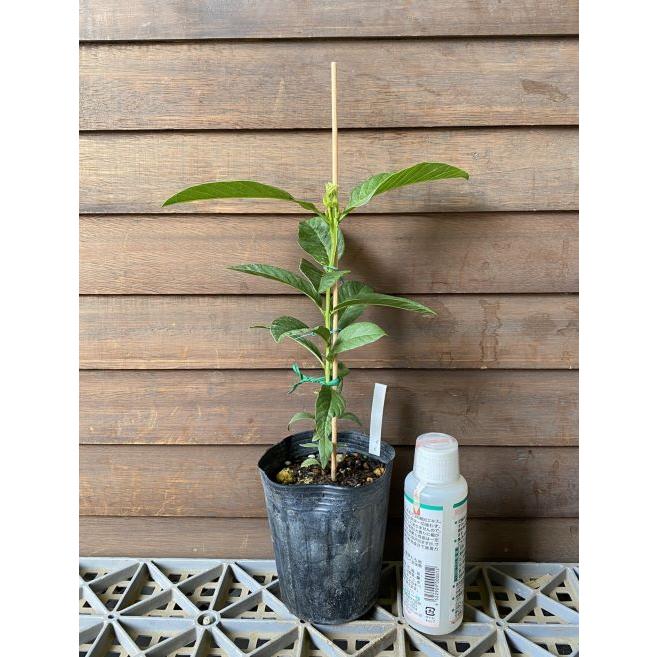 グアバの苗木　大実(赤) 取木苗 楽天市場】大実グァバ苗 (グアバ苗)(赤実) 取木苗 : 沖縄