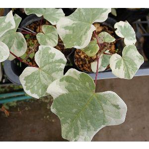 斑入り丸葉の木 恵那錦（エナニシキ） : 日本花卉ガーデンセンター