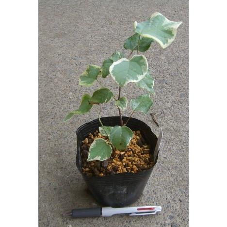 斑入り丸葉の木 恵那錦（エナニシキ） : 日本花卉ガーデンセンター