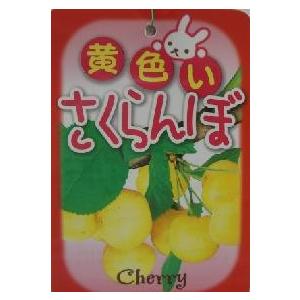 黄実さくらんぼ（サクランボ）：果樹苗｜nihonkaki