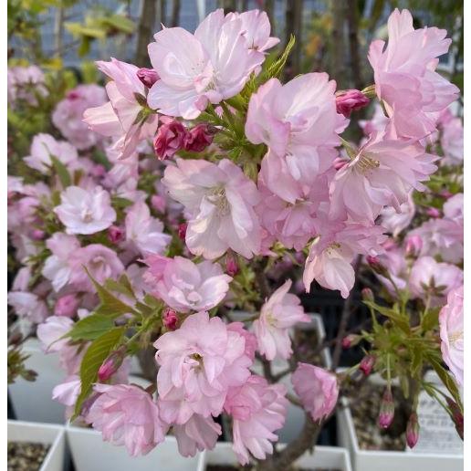 くにっち 旭山桜 一才桜AとC と確認用5号鉢 タグつき 鉢花 苗木 盆栽 くにっち様専用 旭山桜 一才桜AとC と確認用5号鉢 タグつき 鉢花 苗木