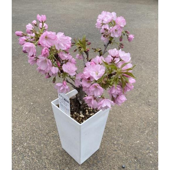 満開！一才桜（旭山桜） 桜 盆栽 5寸スクエア鉢植え 桜の鉢植え