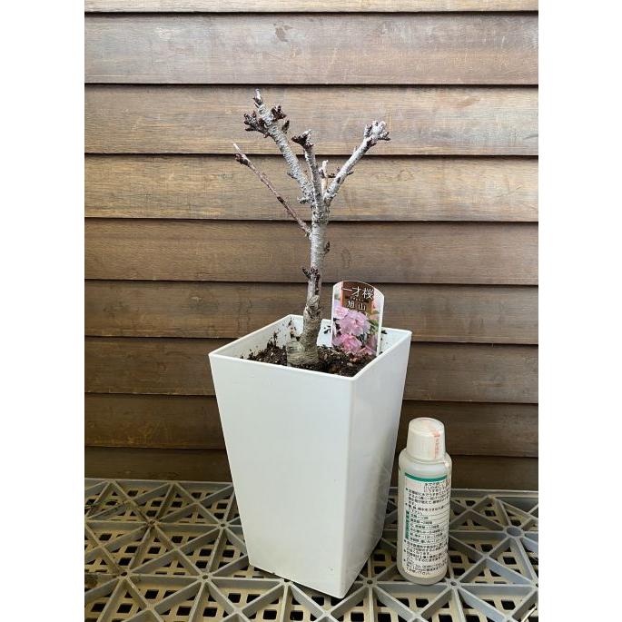 満開！一才桜（旭山桜） 桜 盆栽 5寸スクエア鉢植え 桜の鉢植え