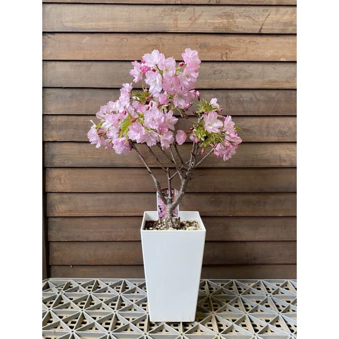 満開！一才桜（旭山桜） 桜 盆栽 5寸スクエア鉢植え 桜の鉢植え