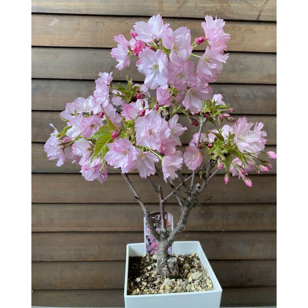 満開！一才桜（旭山桜） 桜 盆栽 5寸スクエア鉢植え 桜の鉢植え