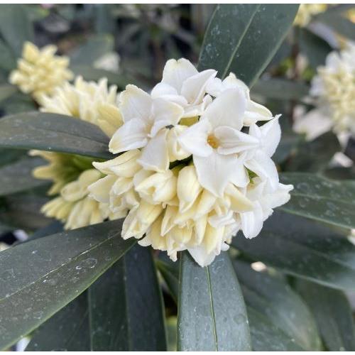 沈丁花（ジンチョウゲ） 白花 （4寸鉢植え） 爆買 : 日本花卉ガーデン