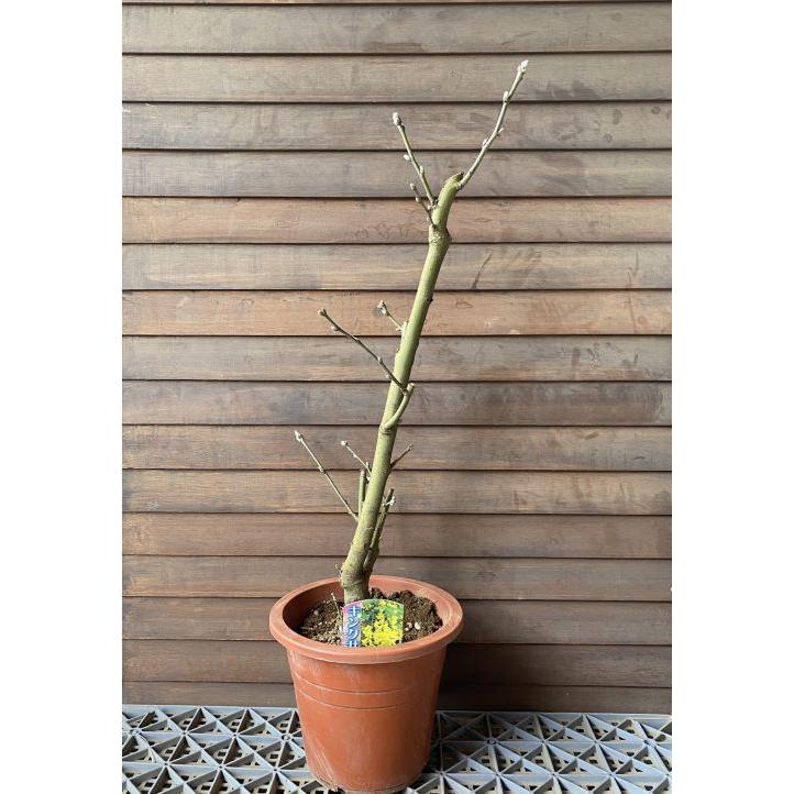 キングサリ（6寸鉢植え）苗 苗木 黄花藤 ＊時期により必ずしも花付き