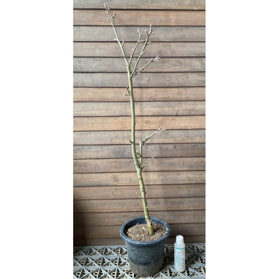 キングサリ（6寸鉢植え）苗 苗木 黄花藤 ＊時期により必ずしも花付き