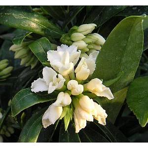 沈丁花（ジンチョウゲ）白花 （5寸鉢植え） : 日本花卉ガーデン