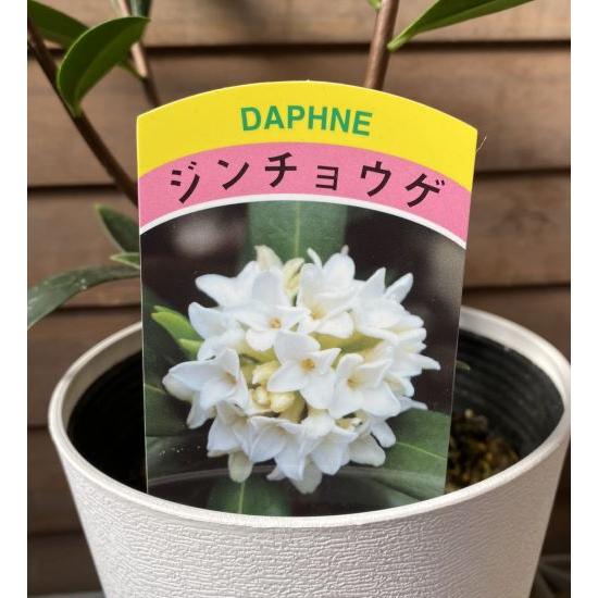 沈丁花　白８０センチ でかい 赤or白花 沈丁花 ジンチョウゲ 80cm前後(根鉢含まず) 苗 苗木
