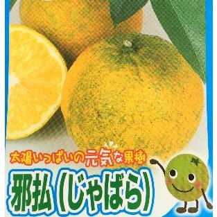 ジャバラ(じゃばら）：果樹苗 接ぎ木 柑橘苗 苗木 接木 苗 みかん