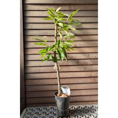 栗 苗木 苗 ぽろたん （栗）：果樹苗 PVP商品（種苗法登録品種