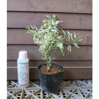 斑入り葉 ノウゼンカズラ 苗 苗木 : 日本花卉ガーデンセンターYahoo!店