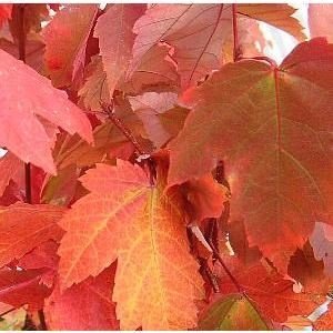 アメリカハナノキ ベニカエデ レッドサンセット Z 日本花卉ガーデンセンターyahoo 店 通販 Yahoo ショッピング